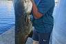 Саратовский рыбак под мостом поймал сома на 34 с лишним килограмма